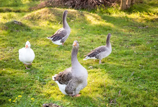 Geese live in the farm — Stock Photo, Image
