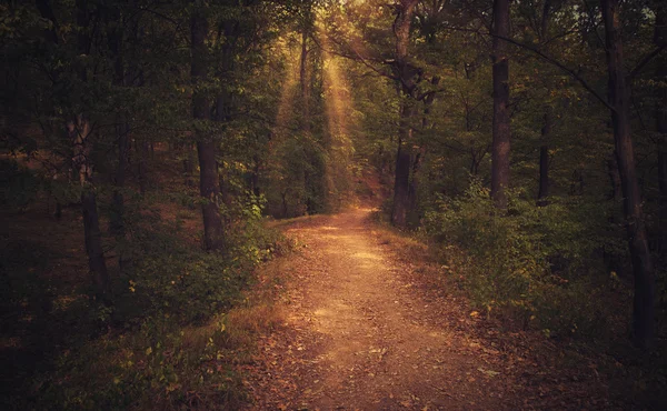 Mystic forest vägen under solnedgången solstrålar — Stockfoto