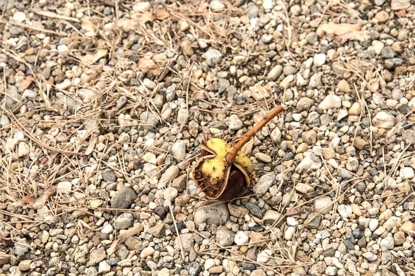 Castagne su ghiaia un giorno d'autunno — Foto Stock