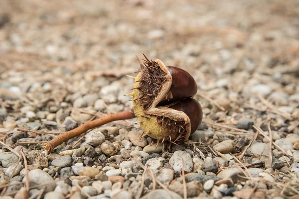 Chestnuts on gravel an autumn day — Stock Photo, Image