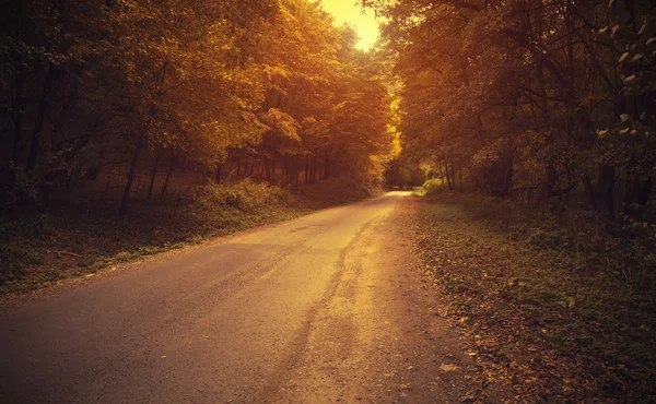 Road in mooie herfst bos — Stockfoto