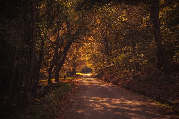 Silnice v krásném podzimním lese — Stock fotografie