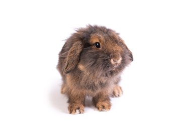 Fransız Lop tavşanı beyaz izole kahverengi