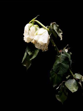 Wilted white roses isolated on black clipart