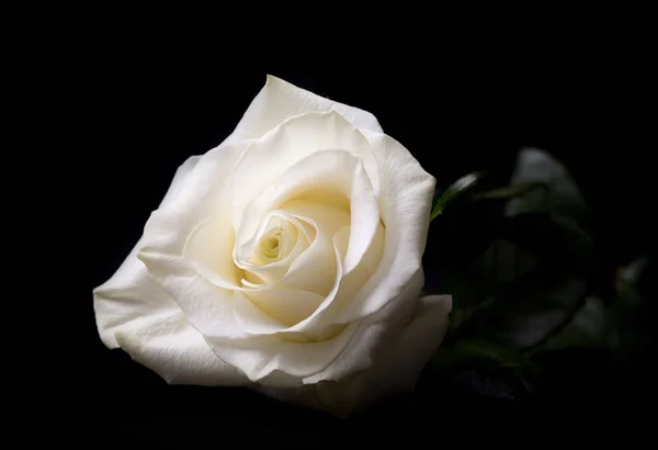 Rosa bianca isolata su nero — Foto Stock