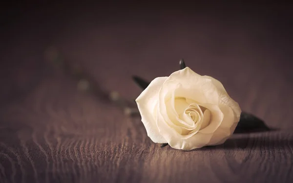 Foto di primo piano di una rosa bianca su legno — Foto Stock