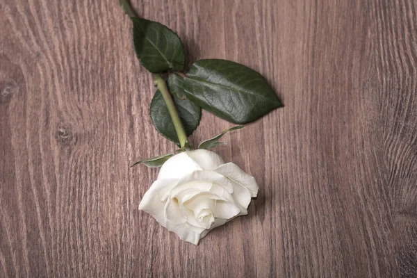 Nahaufnahme einer weißen Rose auf Holz — Stockfoto