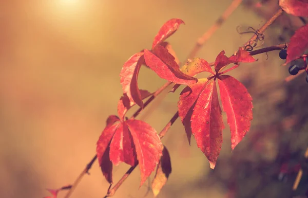 Piękny czerwony jesień liść w zachód słońca — Zdjęcie stockowe