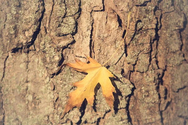 Foto de close-up de uma folha de outono — Fotografia de Stock