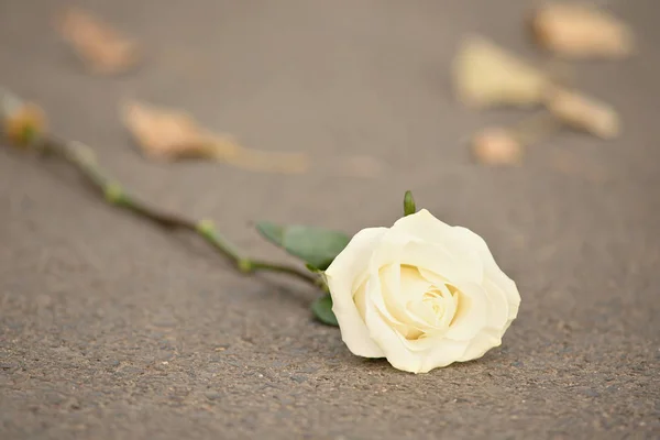 Foto morbida di una rosa bianca — Foto Stock