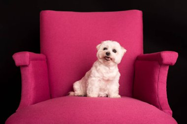 Şirin batı dağlık beyaz korkunç bir pembe koltuklar üzerinde oturan