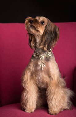 Portre fotoğraf güzellik Don