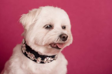 Şirin batı dağlık beyaz korkunç portre