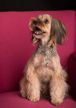 Portre fotoğraf güzellik Don