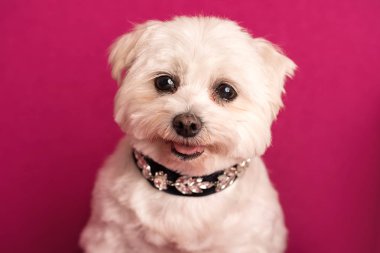 Şirin batı dağlık beyaz korkunç portre