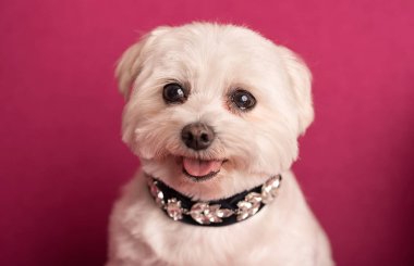 Şirin batı dağlık beyaz korkunç portre