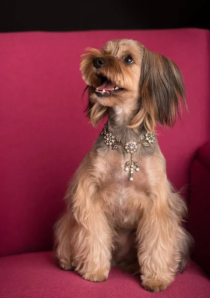 Portre fotoğraf güzellik Don