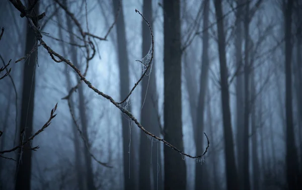 Forêt mystique une journée brumeuse — Photo