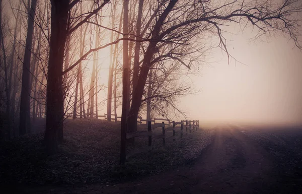 Forêt mystique une journée brumeuse — Photo