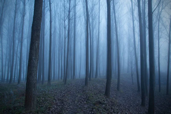 Mística floresta um dia nebuloso — Fotografia de Stock