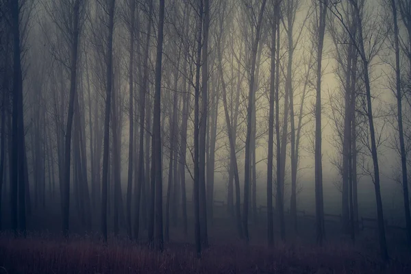 Forêt mystique une journée brumeuse — Photo