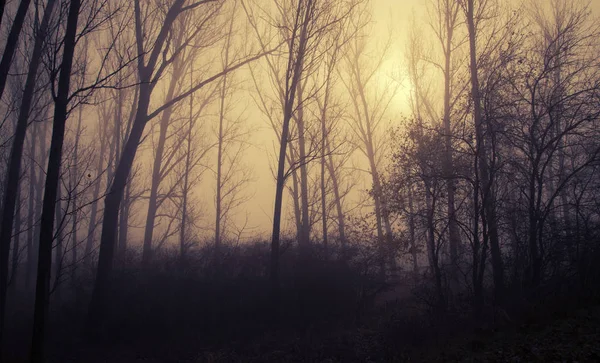 Mística floresta um dia nebuloso — Fotografia de Stock