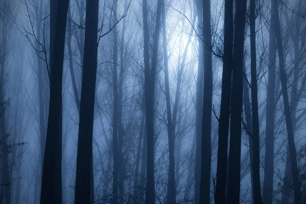 Bosque místico un día de niebla — Foto de Stock