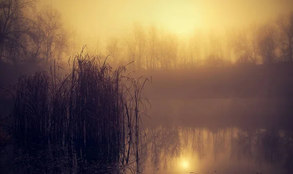 Mistyka fantasy jezioro w lesie — Zdjęcie stockowe