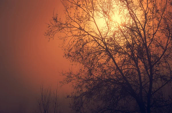 Misztikus erdők részletesen egy ködös nap — Stock Fotó