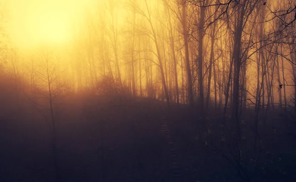 Forêt mystique une journée brumeuse — Photo