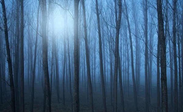 Forêt mystique une journée brumeuse — Photo