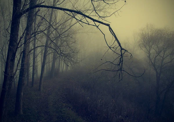 Forêt mystique une journée brumeuse — Photo