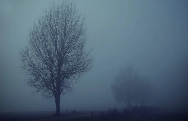 Мистическая фантазия сцена туманный день — стоковое фото