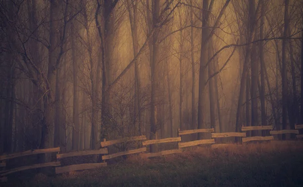 Forêt mystique une journée brumeuse — Photo