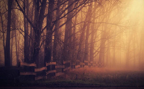 Mystic forest a foggy day