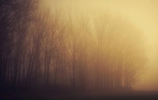 Forêt mystique une journée brumeuse — Photo