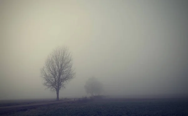 Mistyka fantasy sceny mglisty dzień — Zdjęcie stockowe