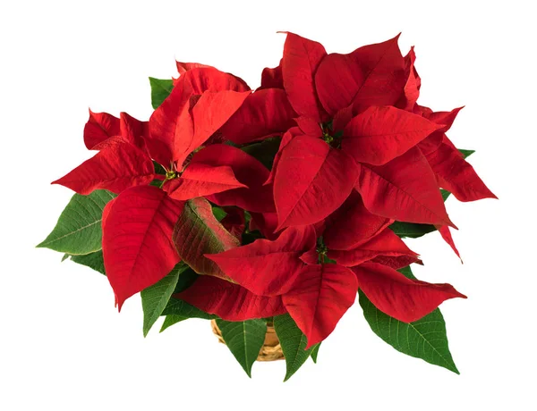 Rode poinsettia kerst plant op witte achtergrond — Stockfoto