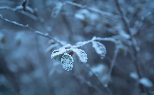 Piante congelate nel giorno d'inverno — Foto Stock