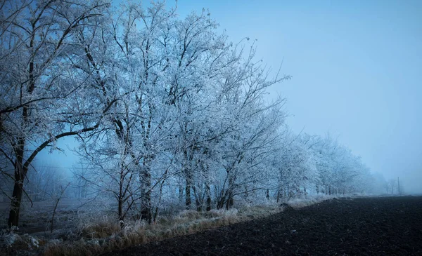 Mystic fantasy scene a foggy day — Stock Photo, Image