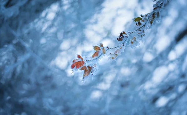 Frozen plants in winter\'s day