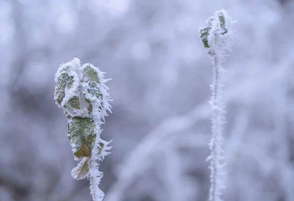 Frozen plants in winter's day — Stock Photo, Image