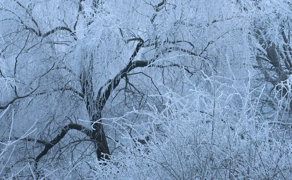 Winter scene with hoar-frost on trees — Stock Photo, Image