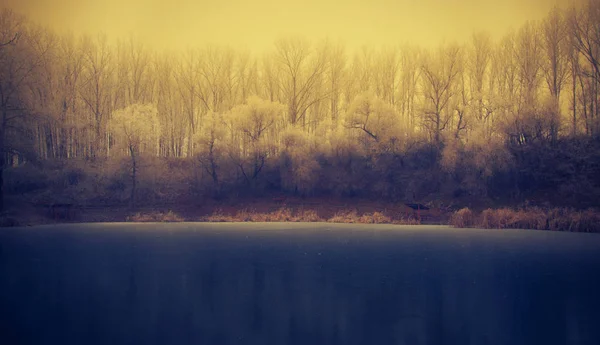 Мистический лес морозный день — стоковое фото
