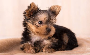 Güzel köpek yavrusu Yorkshire Terrier poz