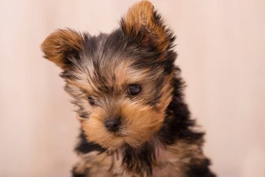 Güzel köpek yavrusu Yorkshire Terrier poz