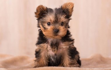Güzel köpek yavrusu Yorkshire Terrier poz