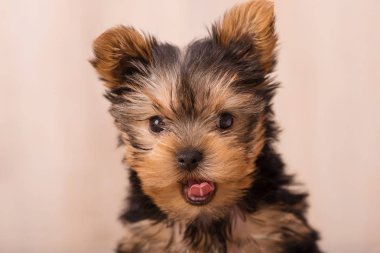 Güzel köpek yavrusu Yorkshire Terrier poz