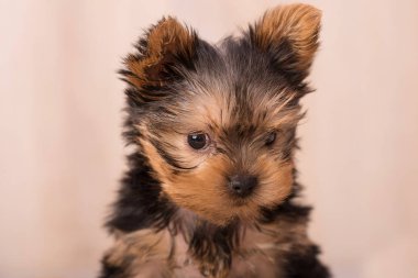 Güzel köpek yavrusu Yorkshire Terrier poz