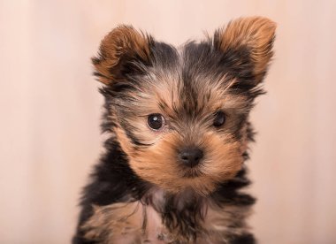Güzel köpek yavrusu Yorkshire Terrier poz